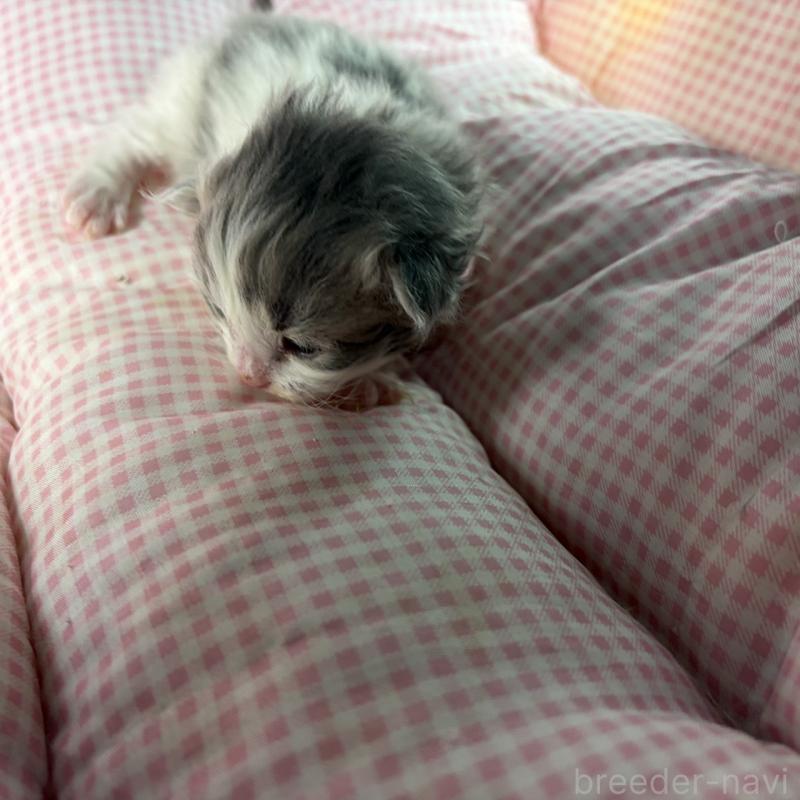 販売中の愛知県のサイベリアン-135562の9枚目