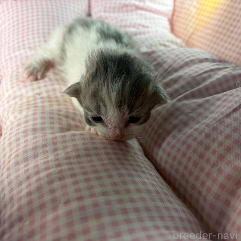 販売中の愛知県のサイベリアン-135562の8枚目