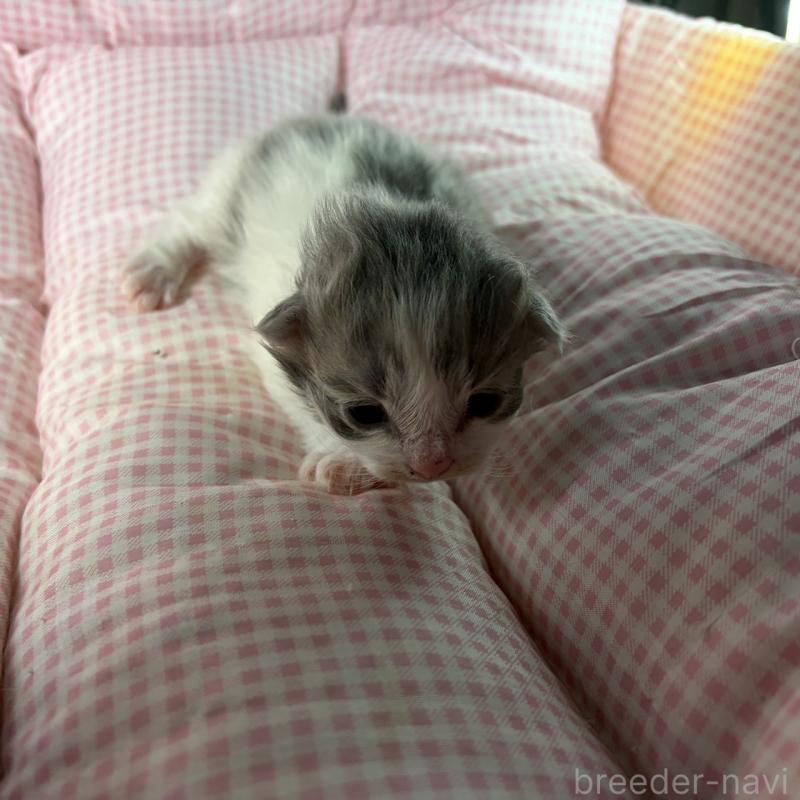 販売中の愛知県のサイベリアン-135562の7枚目