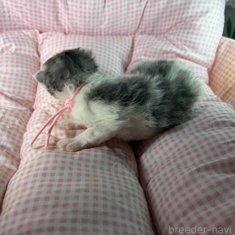 販売中の愛知県のサイベリアン-135562の6枚目