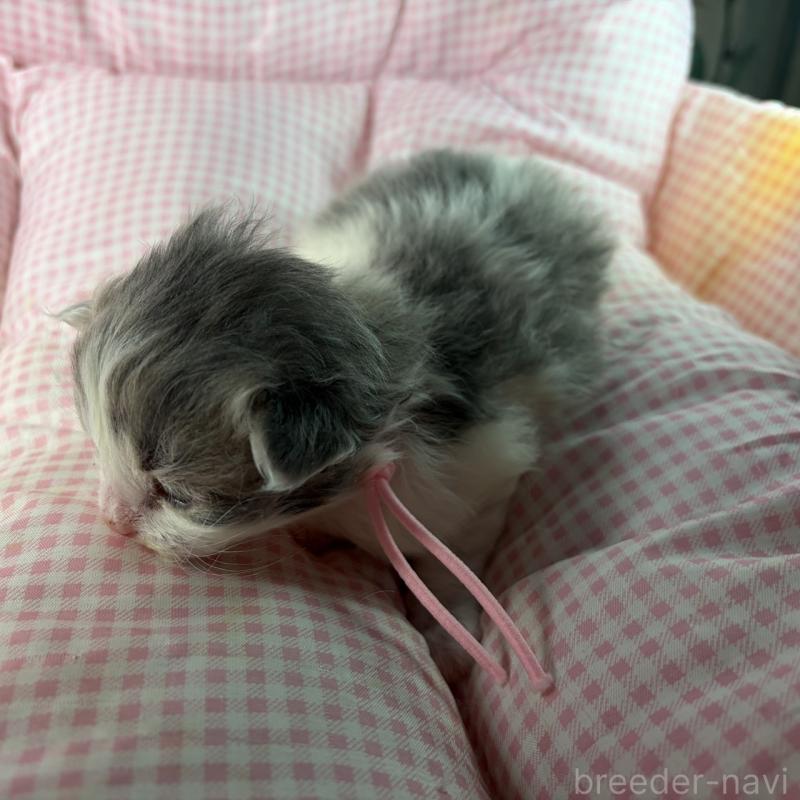 販売中の愛知県のサイベリアン-135562