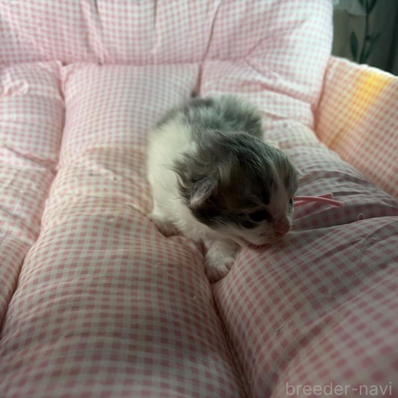 販売中の愛知県のサイベリアン-135562の5枚目