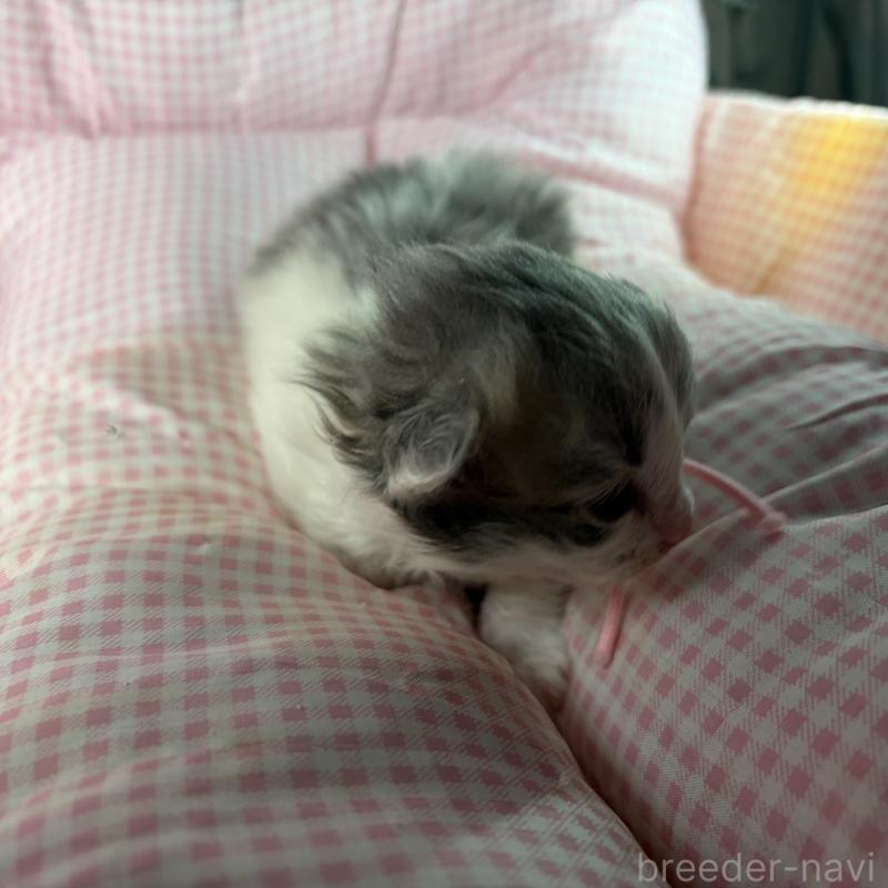 販売中の愛知県のサイベリアン-135562の2枚目