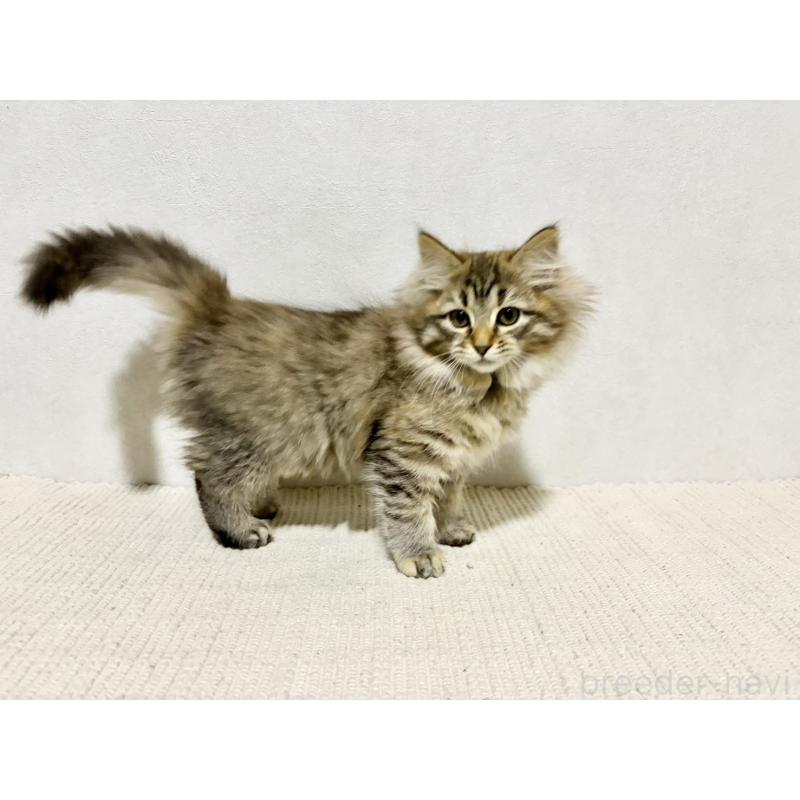 成約済の兵庫県のサイベリアン-131893の4枚目