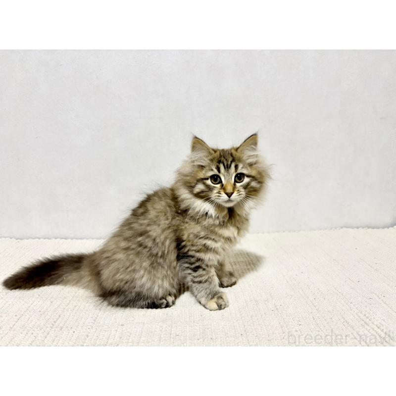 成約済の兵庫県のサイベリアン-131893の3枚目