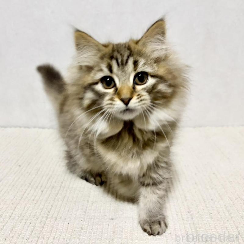 販売中の兵庫県のサイベリアン-131893