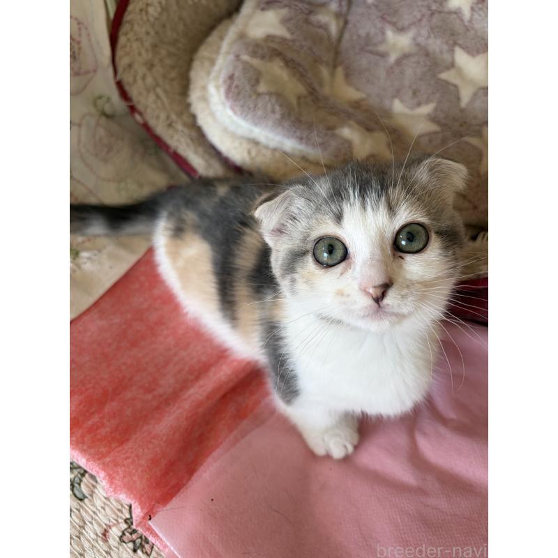 販売中の神奈川県のスコティッシュフォールド(折れ耳)-134203の20枚目