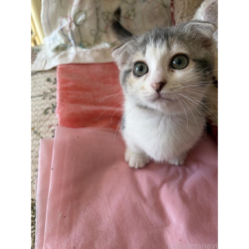 販売中の神奈川県のスコティッシュフォールド(折れ耳)-134203の17枚目