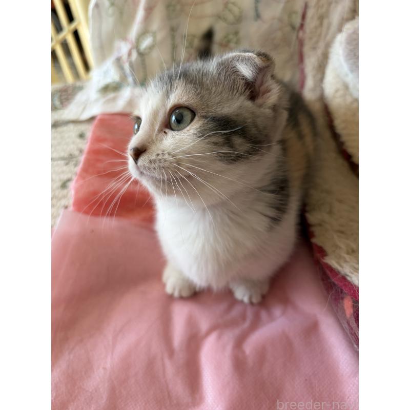 販売中の神奈川県のスコティッシュフォールド(折れ耳)-134203の16枚目