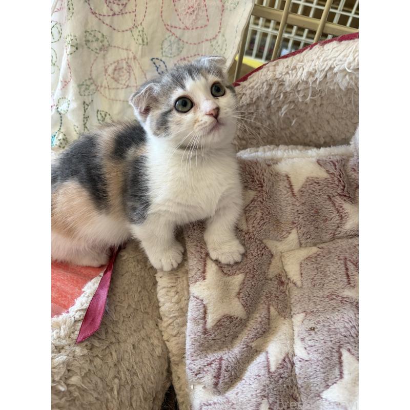 販売中の神奈川県のスコティッシュフォールド(折れ耳)-134203の15枚目