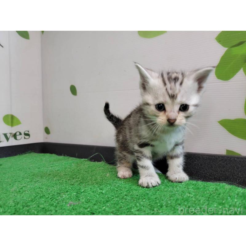 販売中の三重県のアメリカンショートヘア-135563の5枚目