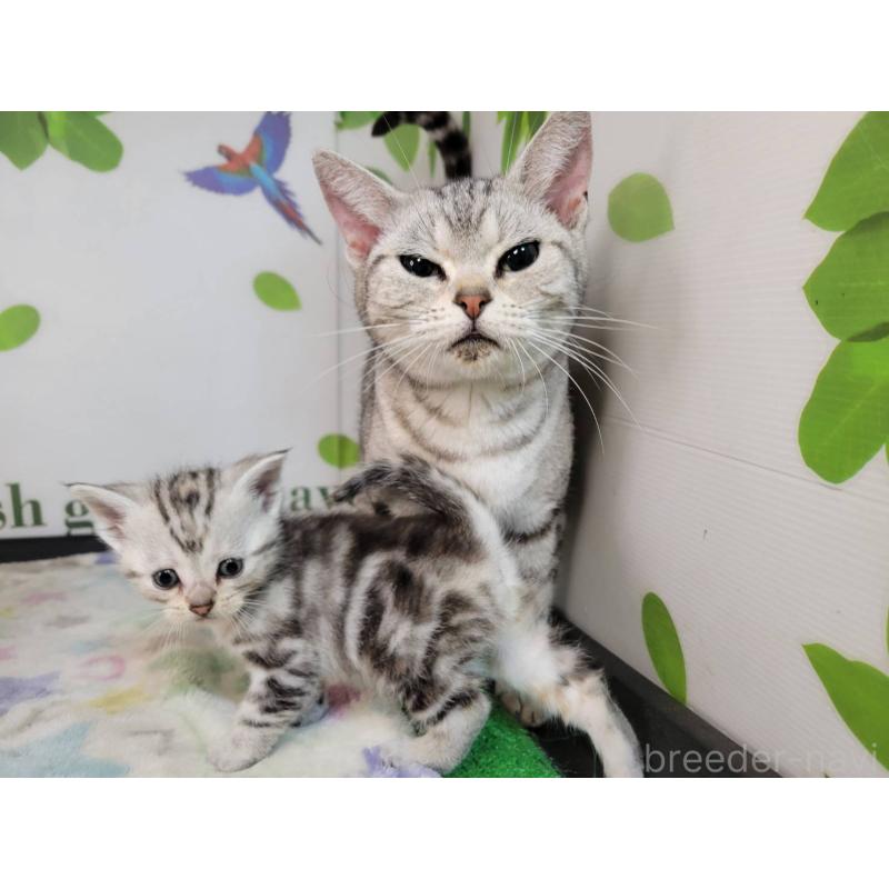 販売中の三重県のアメリカンショートヘア-135563の4枚目