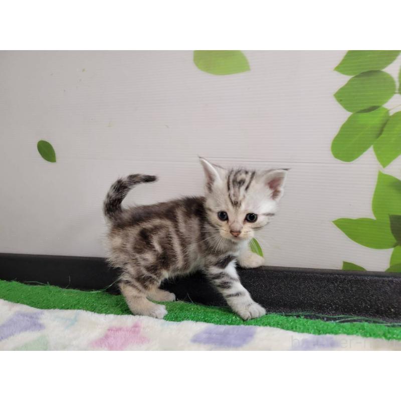 販売中の三重県のアメリカンショートヘア-135563の3枚目