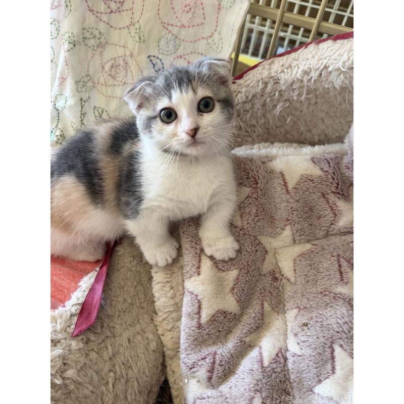 販売中の神奈川県のスコティッシュフォールド(折れ耳)-134203の14枚目