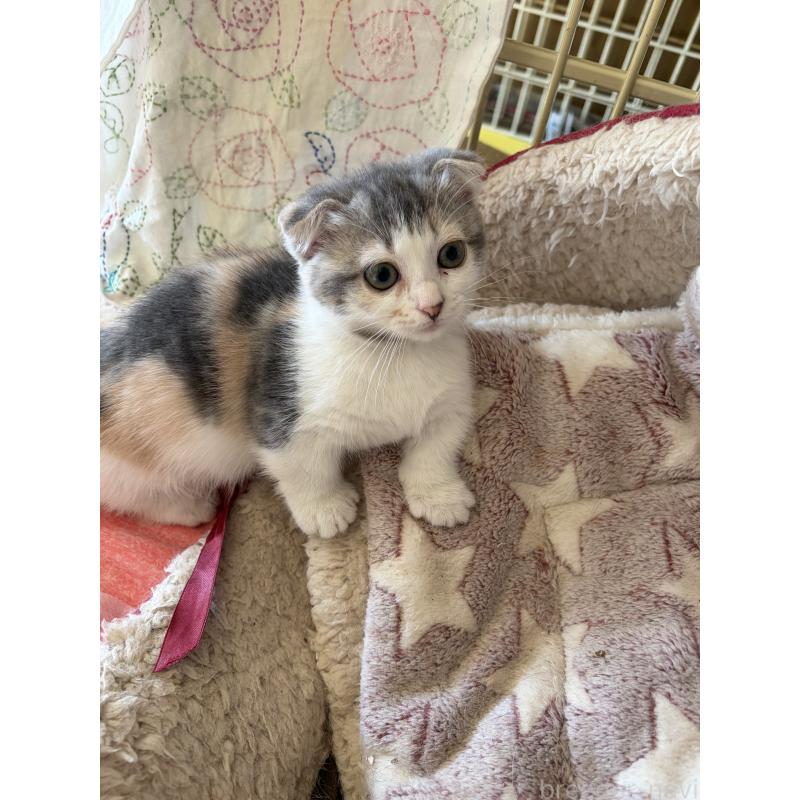 販売中の神奈川県のスコティッシュフォールド(折れ耳)-134203の12枚目