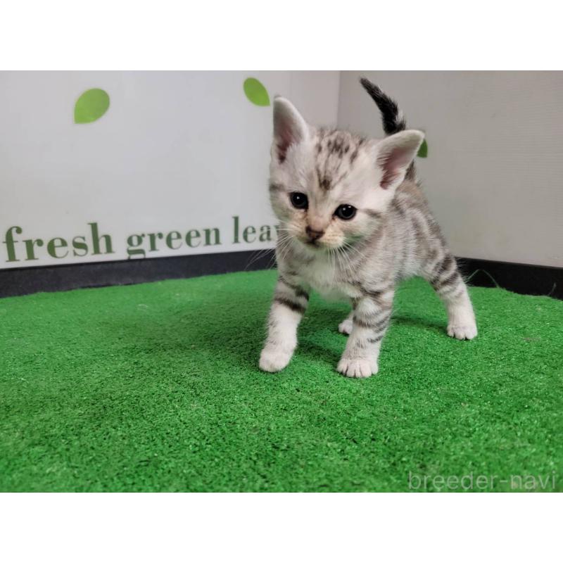 販売中の三重県のアメリカンショートヘア-135564の4枚目