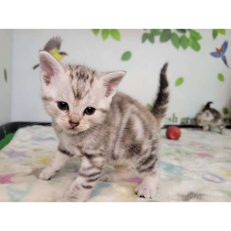 販売中の三重県のアメリカンショートヘア-135564の3枚目