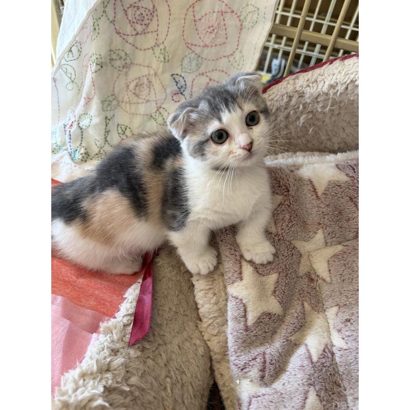 販売中の神奈川県のスコティッシュフォールド(折れ耳)-134203の10枚目
