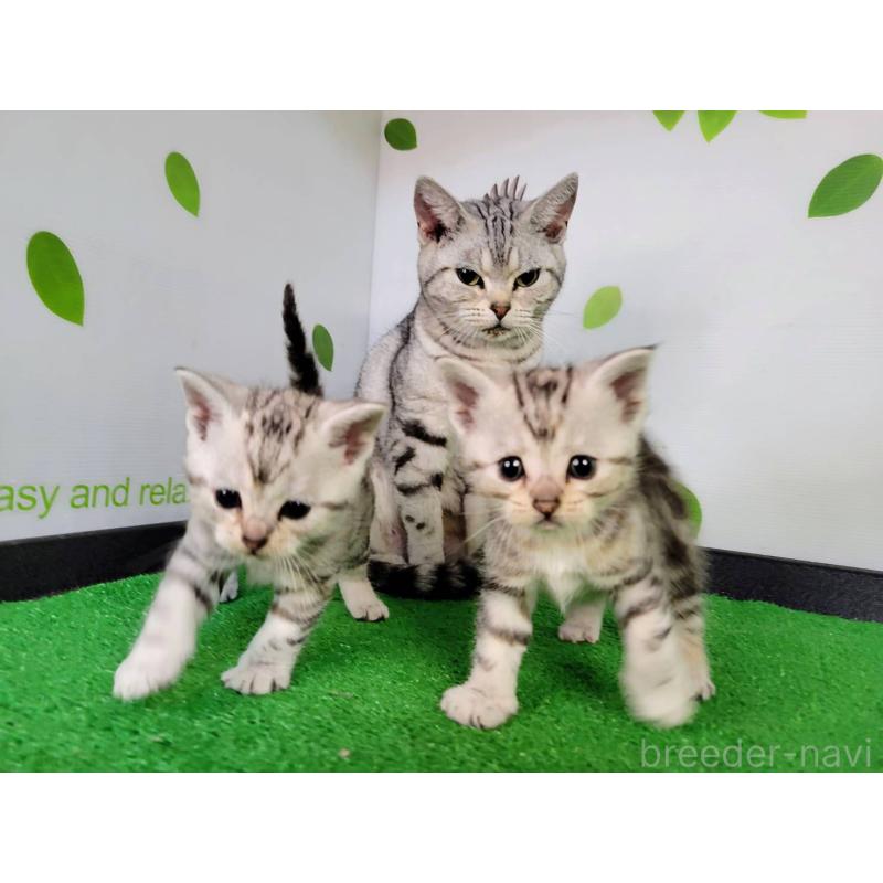 販売中の三重県のアメリカンショートヘア-135564の2枚目