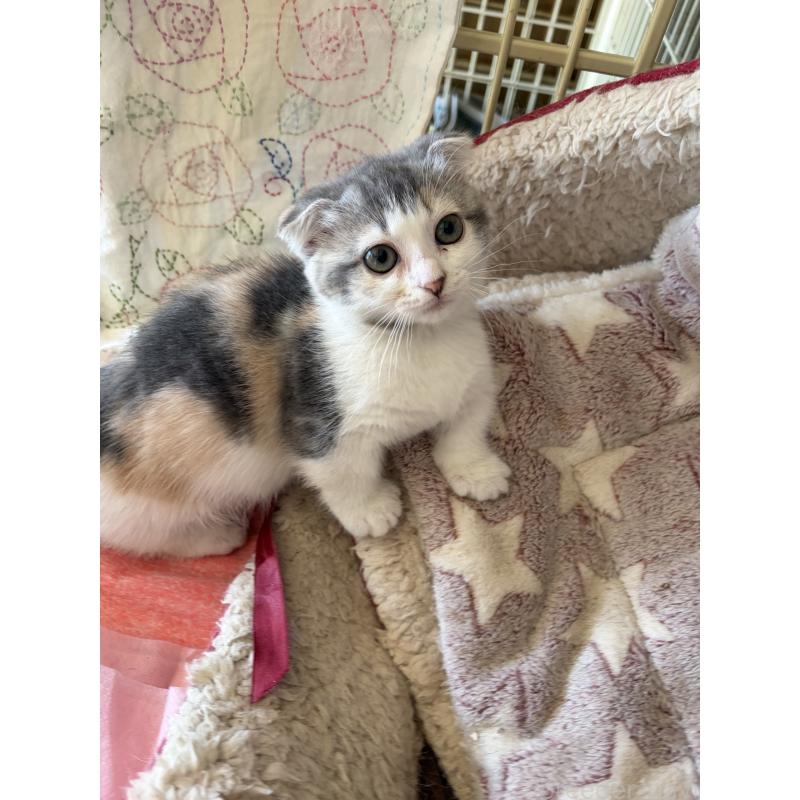 販売中の神奈川県のスコティッシュフォールド(折れ耳)-134203の9枚目