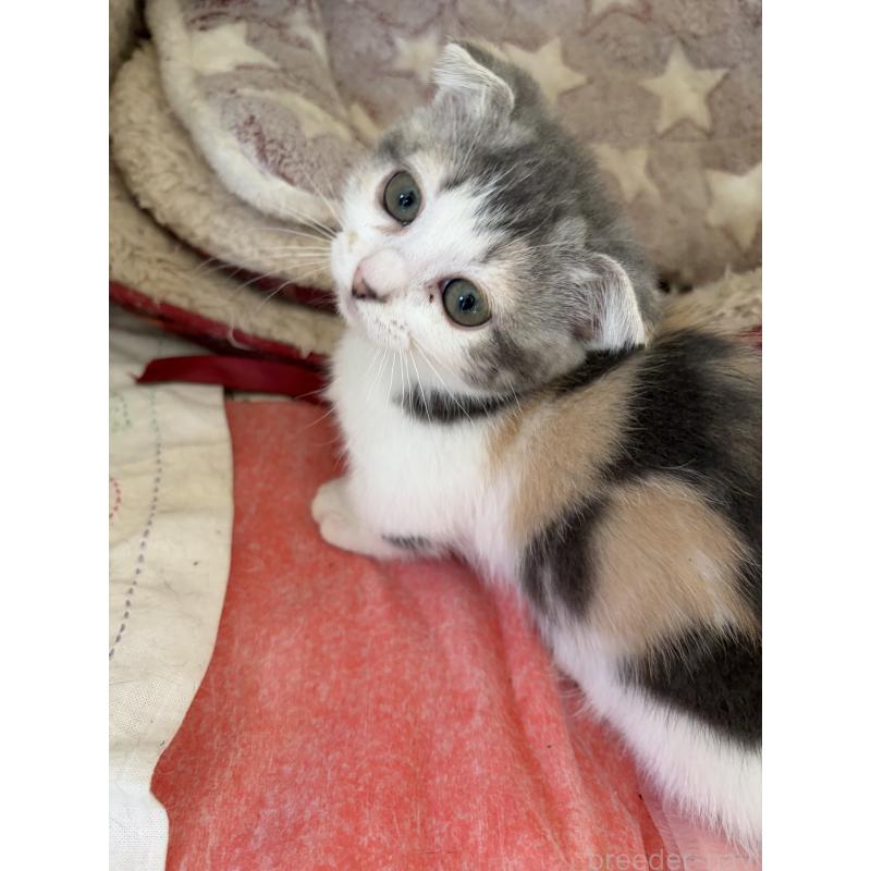 販売中の神奈川県のスコティッシュフォールド(折れ耳)-134203の7枚目