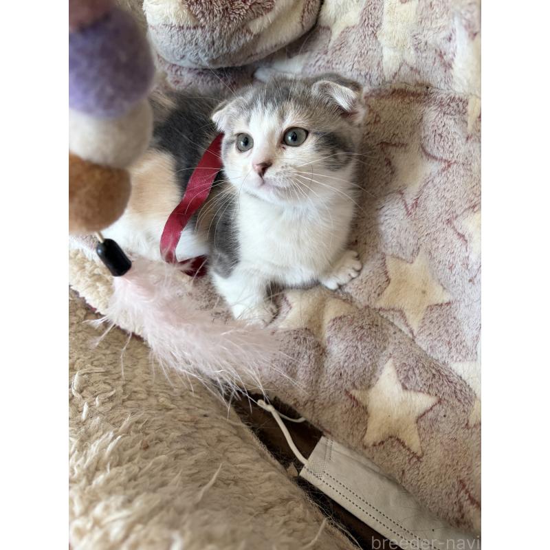 販売中の神奈川県のスコティッシュフォールド(折れ耳)-134203の6枚目