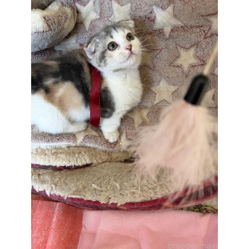 販売中の神奈川県のスコティッシュフォールド(折れ耳)-134203の5枚目