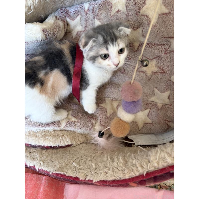 販売中の神奈川県のスコティッシュフォールド(折れ耳)-134203の4枚目