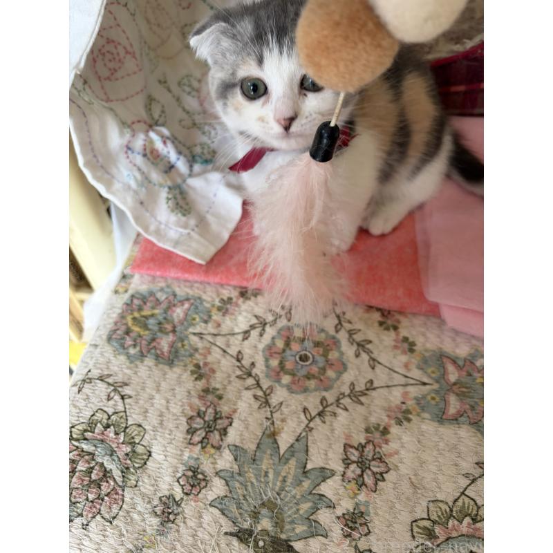 販売中の神奈川県のスコティッシュフォールド(折れ耳)-134203の3枚目