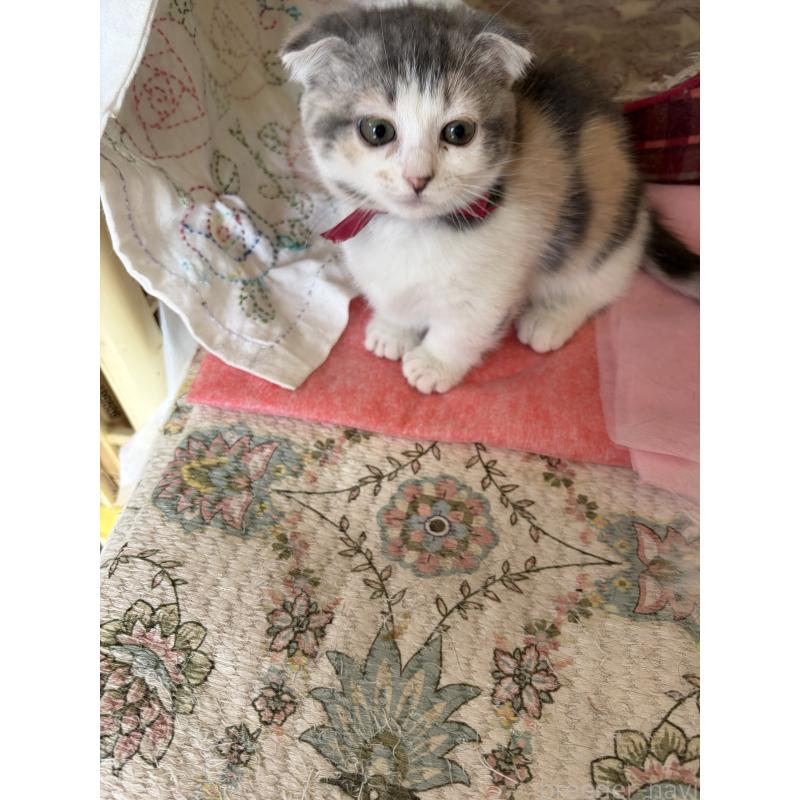 販売中の神奈川県のスコティッシュフォールド(折れ耳)-134203の2枚目