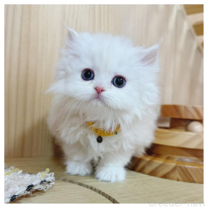 販売中の長野県のミヌエット-135565の1枚目