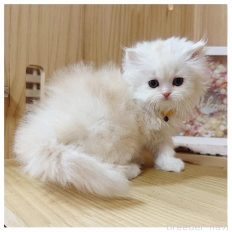 販売中の長野県のミヌエット-135565の8枚目