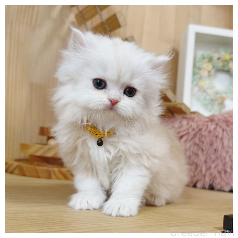 販売中の長野県のミヌエット-135565の7枚目