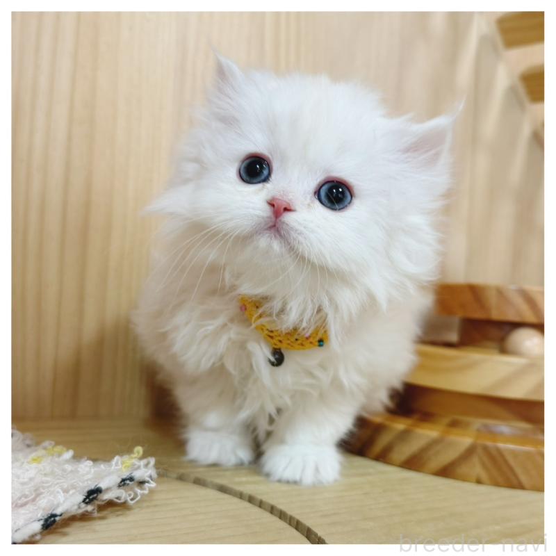 販売中の長野県のミヌエット-135565の6枚目