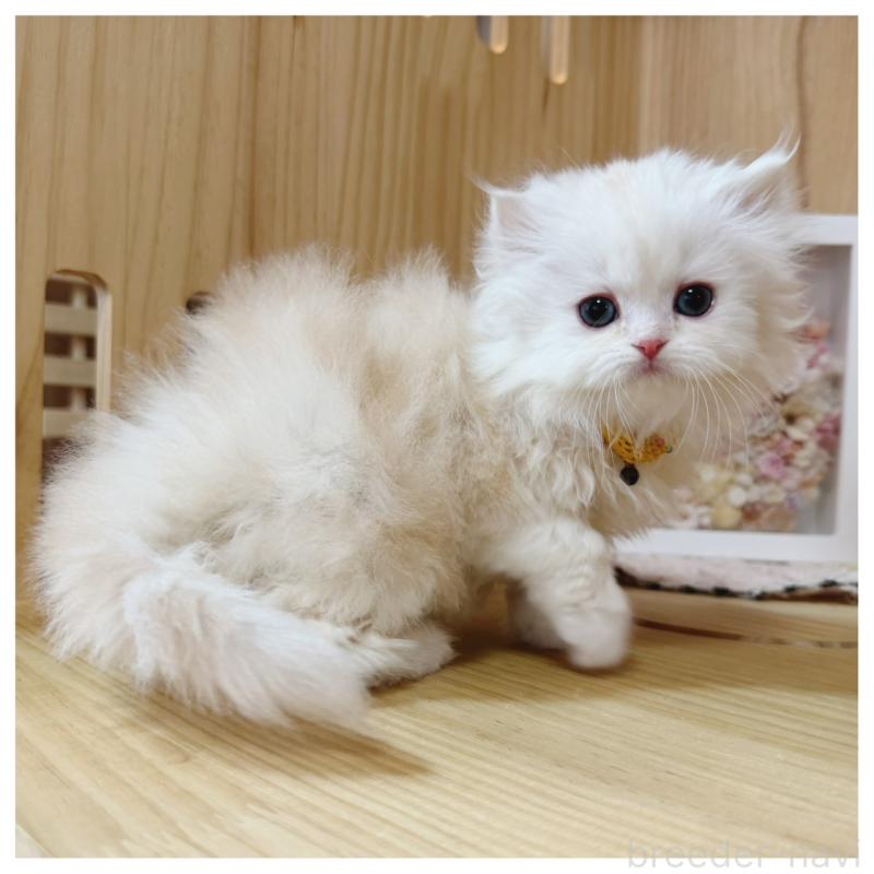 販売中の長野県のミヌエット-135565の5枚目