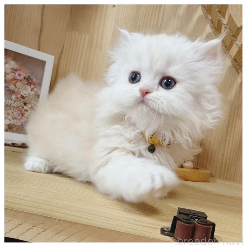 販売中の長野県のミヌエット-135565の4枚目