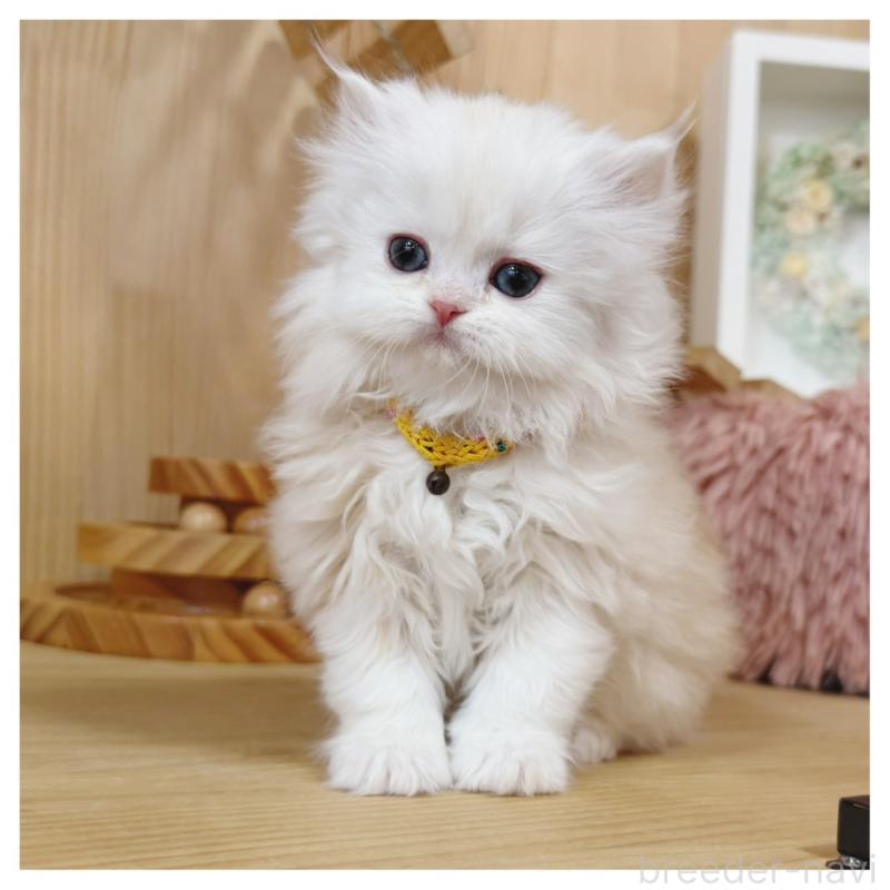 販売中の長野県のミヌエット-135565の3枚目