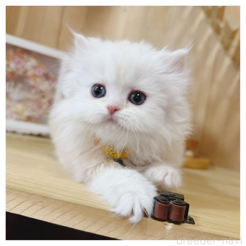 販売中の長野県のミヌエット-135565の2枚目