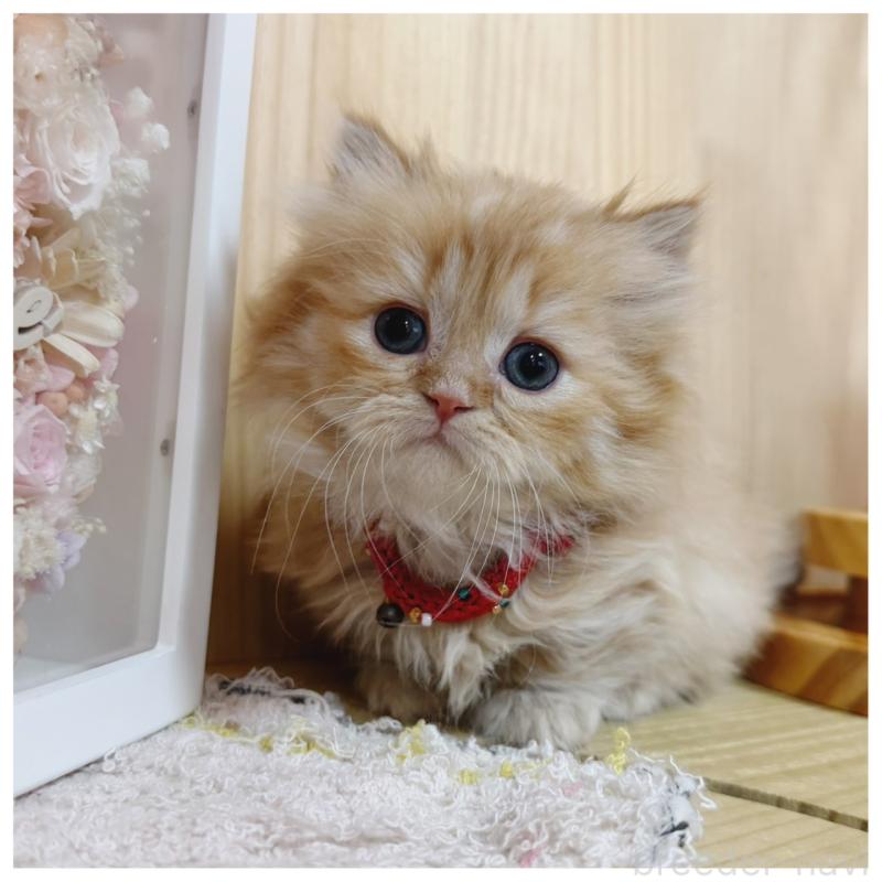 販売中の長野県のミヌエット(短足)-135566