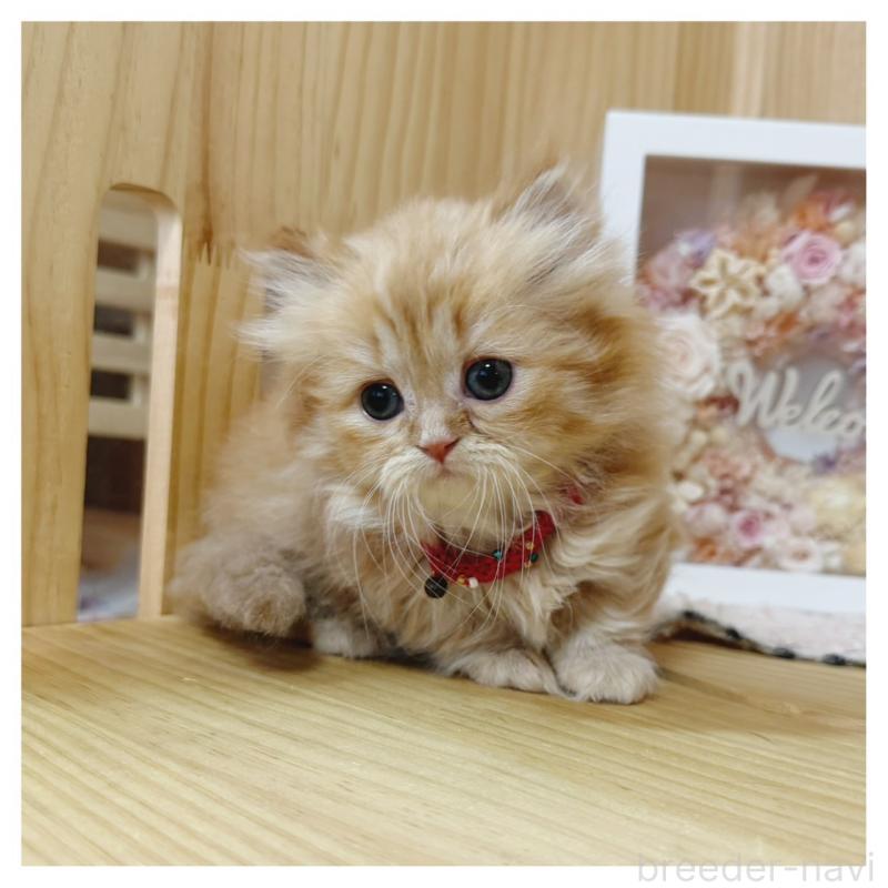 販売中の長野県のミヌエット(短足)-135566の5枚目