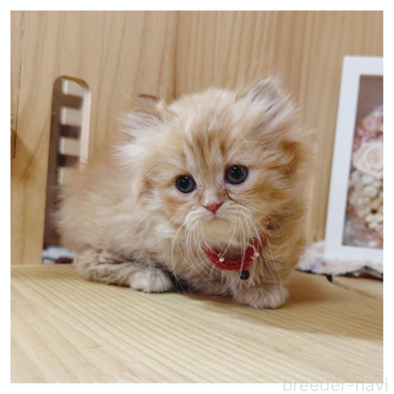 販売中の長野県のミヌエット(短足)-135566の4枚目