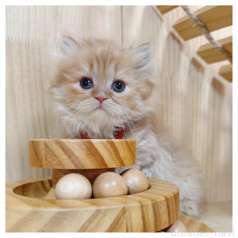 販売中の長野県のミヌエット(短足)-135566の3枚目