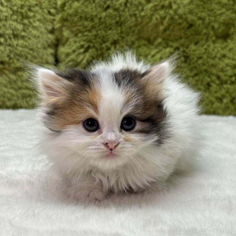 販売中の愛知県のマンチカン-135567の1枚目