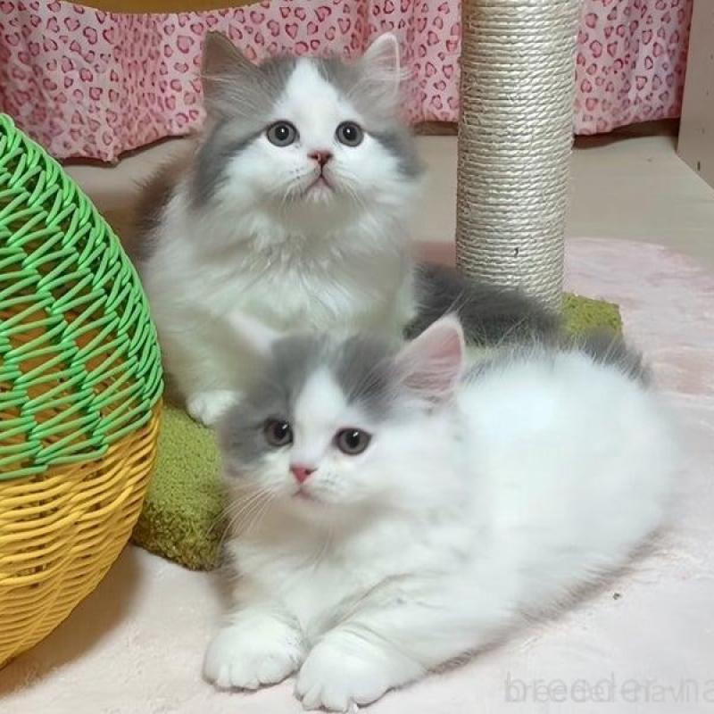 販売中の愛媛県のミヌエット(短足)-135568の5枚目