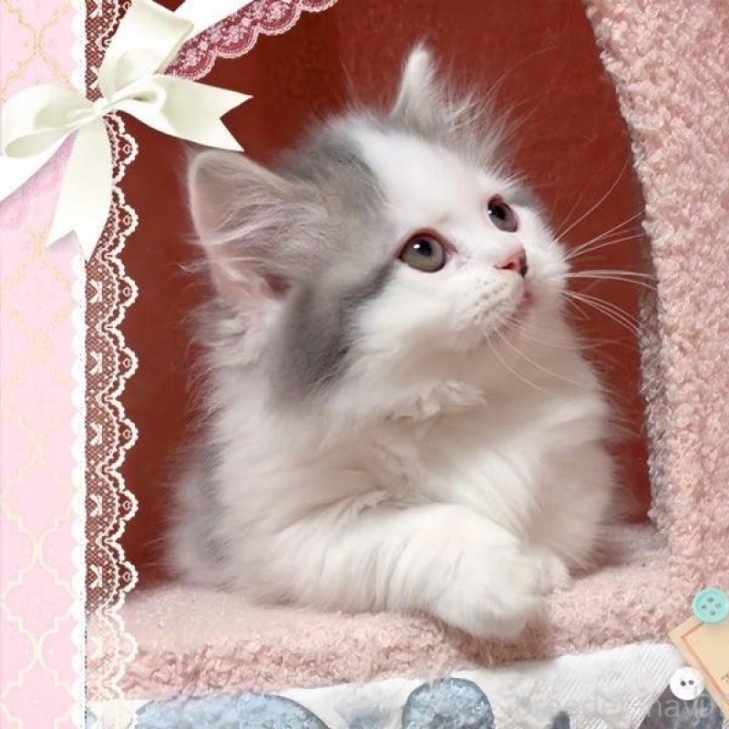 販売中の愛媛県のミヌエット(短足)-135568の4枚目