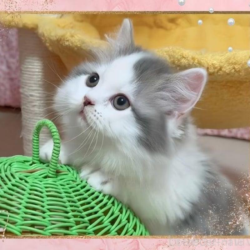 販売中の愛媛県のミヌエット(短足)-135568の1枚目