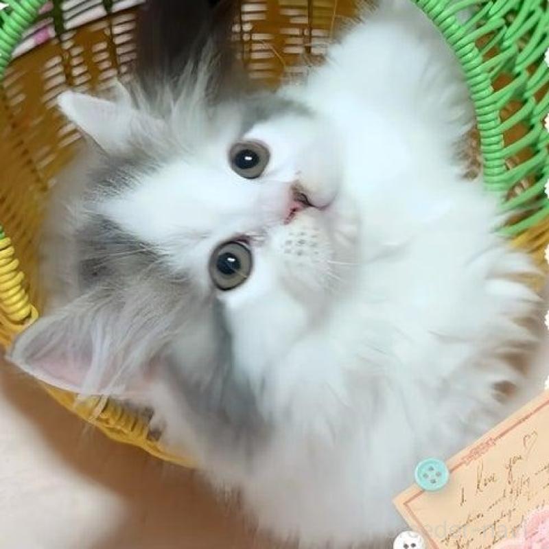 販売中の愛媛県のミヌエット(短足)-135568の2枚目