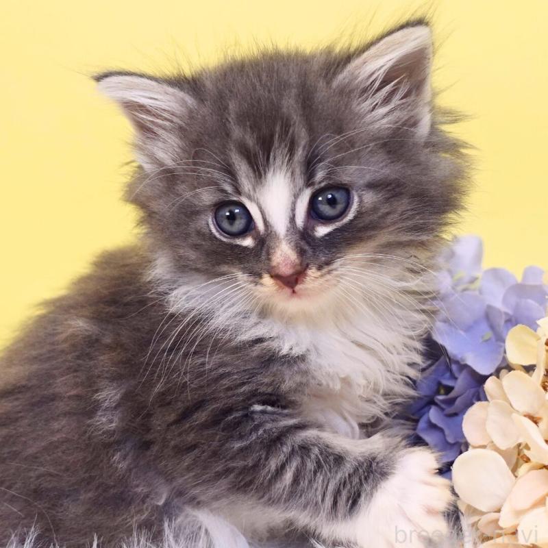 販売中の神奈川県のノルウェージャンフォレストキャット-135569