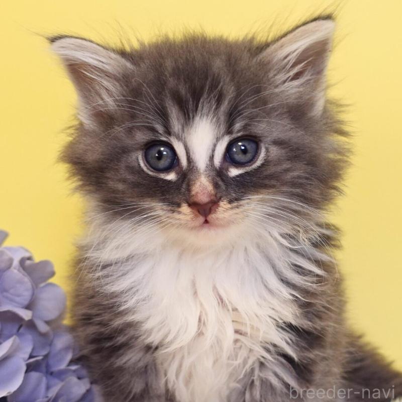 販売中の神奈川県のノルウェージャンフォレストキャット-135569の11枚目