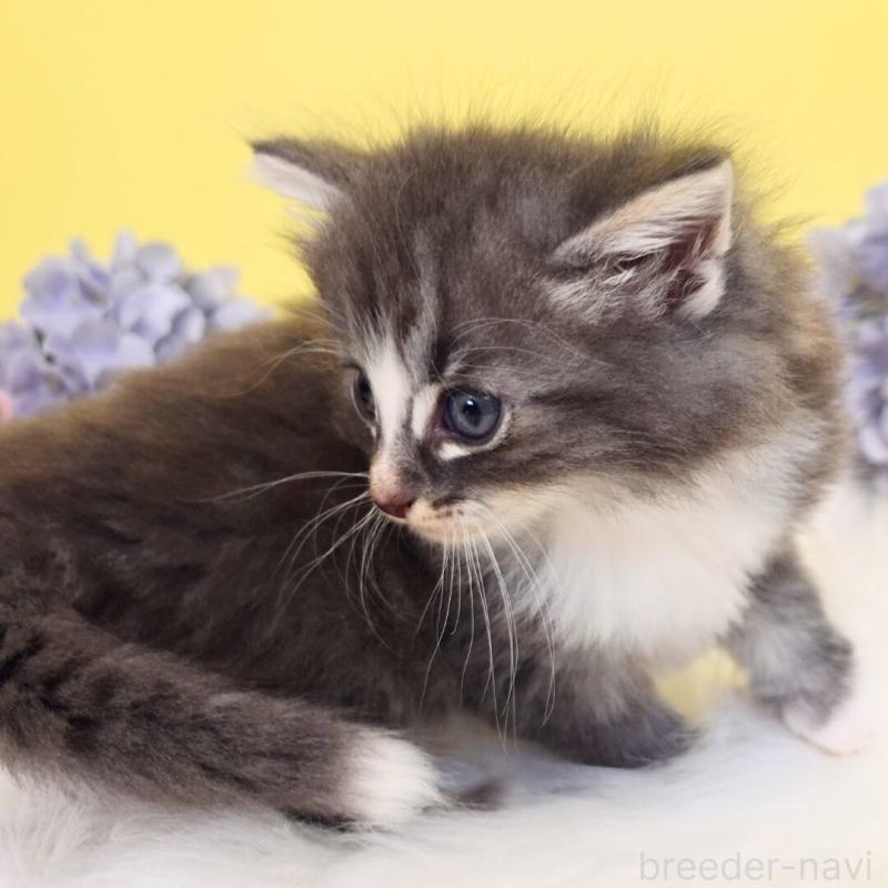 販売中の神奈川県のノルウェージャンフォレストキャット-135569の10枚目